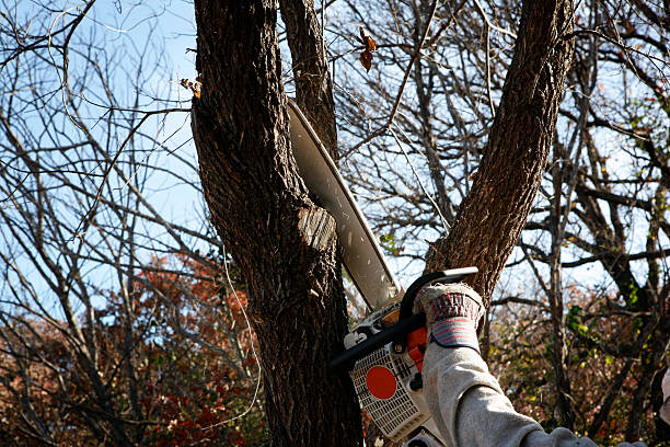 How Our Tree Care Process Works  in  West Point, VA